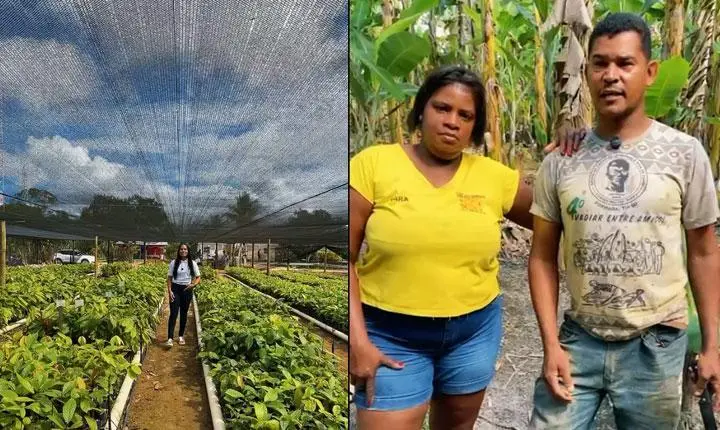 Com mudas de cacau clonado, Prefeitura de Mascote fortalece agricultura familiar e gera novas oportunidades; Veja
