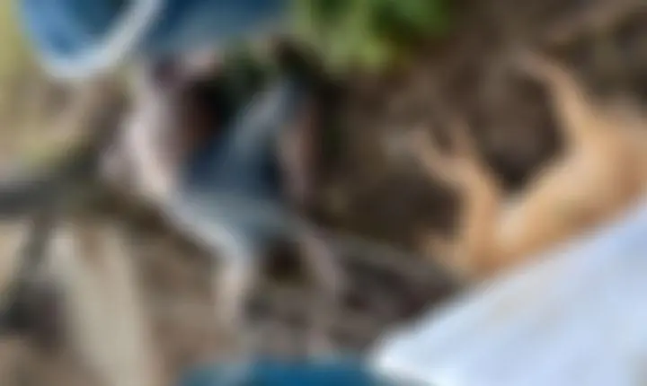 Homem morre eletrocutado ao tentar salvar cachorro preso em cerca energizada em Itabela