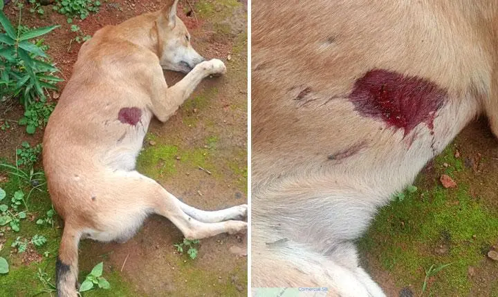 Itamaraju: Cão não resiste em morre após ser baleado com arma de ar comprimido e caso gera indignação