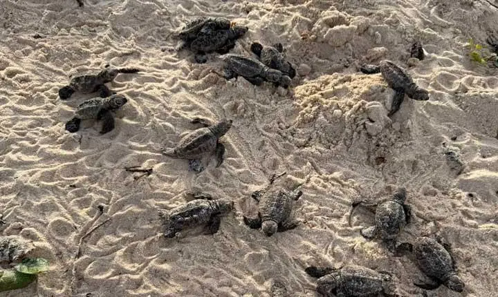 Mais de 100 filhotes de tartaruga-de-pente seguem rumo ao mar em Trancoso Veja vídeos
