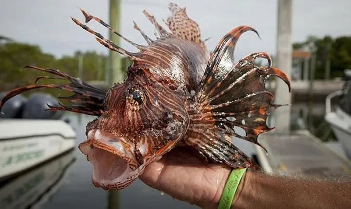 Peixe-leão avança pelo litoral da Bahia e já é encontrado em mais de 10 municípios, Incluindo Porto Seguro, Salvador e Cairu