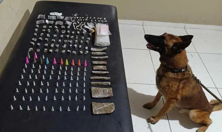 Polícia Militar apreende grande quantidade de drogas com apoio de cão farejador em Coroa Vermelha