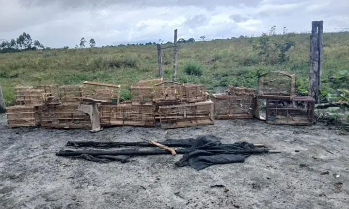 Polícia militar resgata dezenas de pássaros após denúncia de maus-tratos em Belmonte
