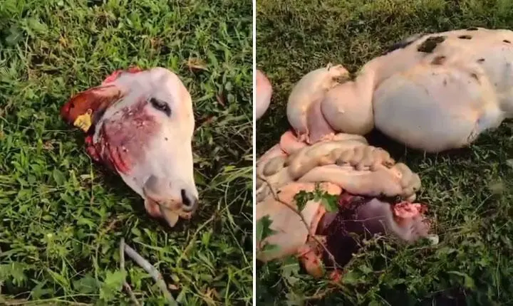 Roubo de gado preocupa produtores após nova invasão em fazenda de Guaratinga; Veja vídeo