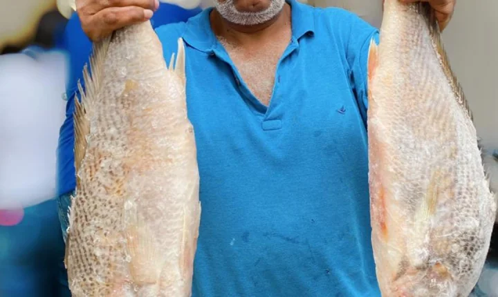 Semana Santa: Prefeitura de Eunápolis distribuirá 20 mil quilos de peixe nesta quarta (1º)